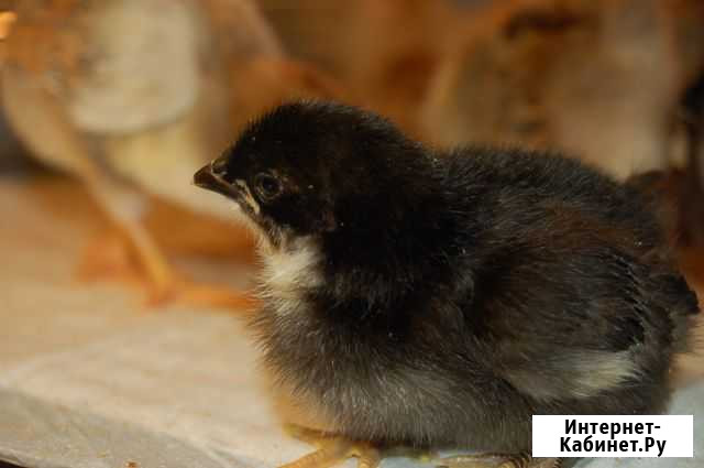 Продам цыплят Вязьма - изображение 1