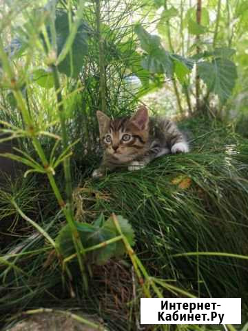 Котенок Зеленоградск - изображение 1