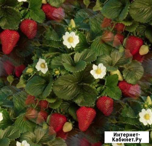 Делиз земляника Темиргоевская - изображение 1