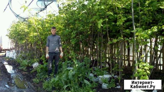 Саженцы Липы крупномеры Кропоткин - изображение 1