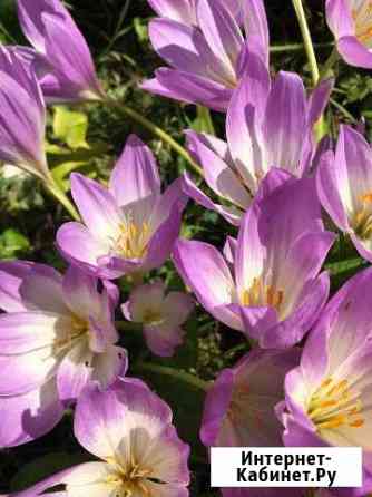 Цветы Калуга