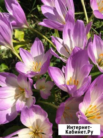 Цветы Калуга - изображение 1