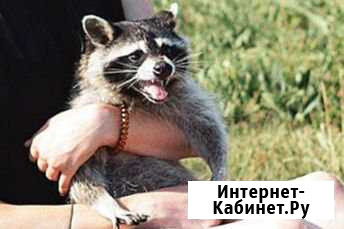 Енот Сочи - изображение 1