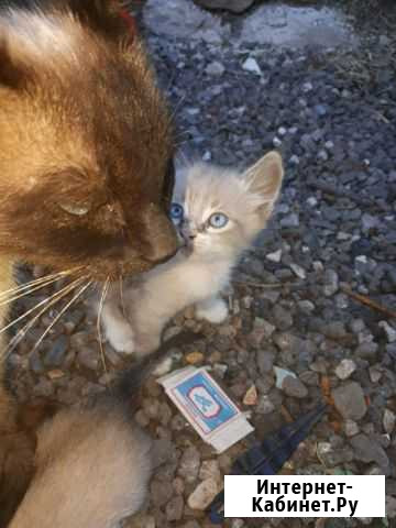 Котята сиамские Красный Сулин - изображение 1