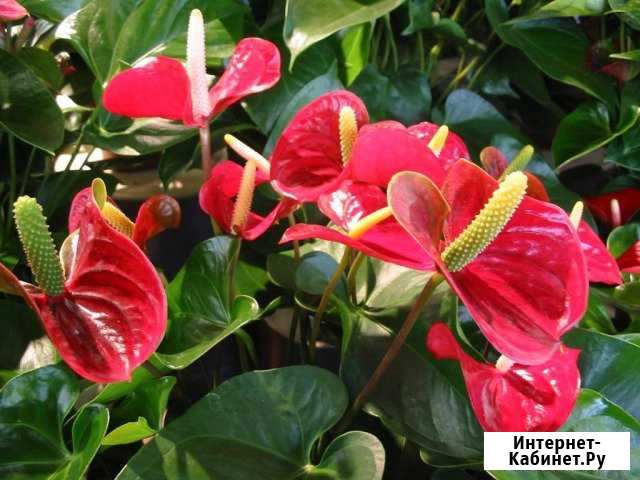 Антуриум Краснодар - изображение 1