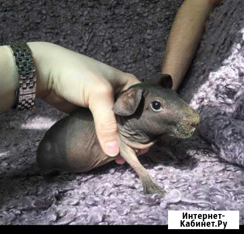 Морская свинка свинки скинни Нижний Новгород - изображение 1