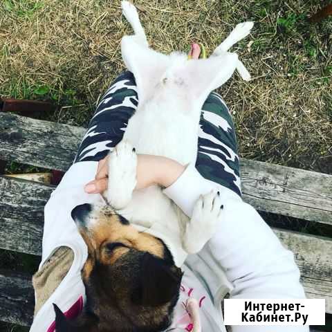 Парсон Рассел вязка Москва - изображение 1