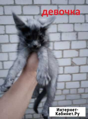 Котята и коты Климово - изображение 1