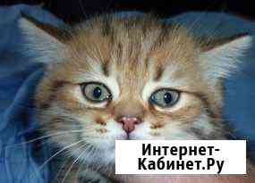 Шотландские котята Россошь