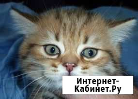 Шотландские котята Россошь - изображение 1
