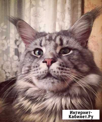 Вязка с котом Мейн-кун Санкт-Петербург - изображение 1