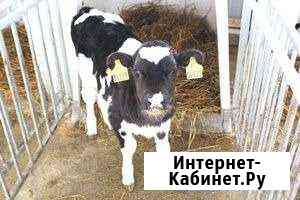 Быки Курск