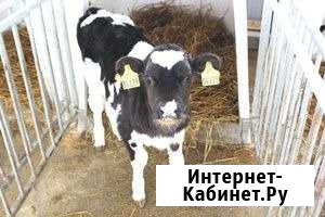 Быки Курск - изображение 1