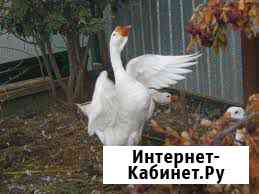 Гуси Курск