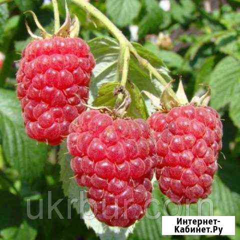 Саженцы Калуга