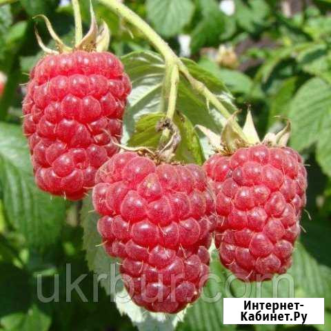 Саженцы Калуга - изображение 1