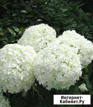 Гортензия белая Калуга