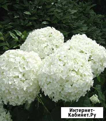 Гортензия белая Калуга - изображение 1