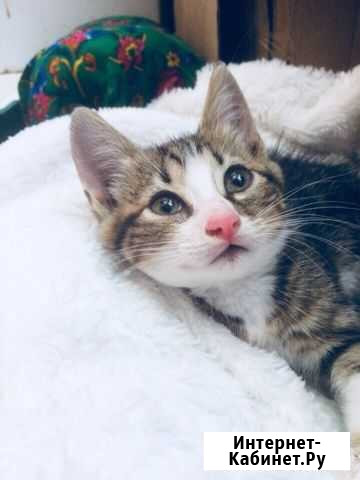 Котенок Ленинградская - изображение 1