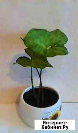 Комнатное растение Чебоксары