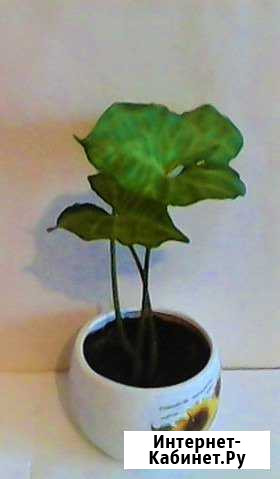Комнатное растение Чебоксары - изображение 1