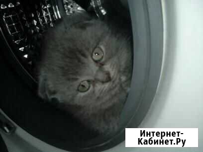 Продаются британские котята Прохладный - изображение 1