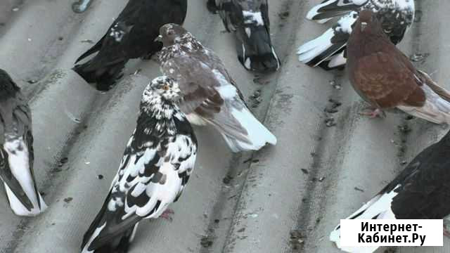 Голуби николаевские молодеж Аксай - изображение 1