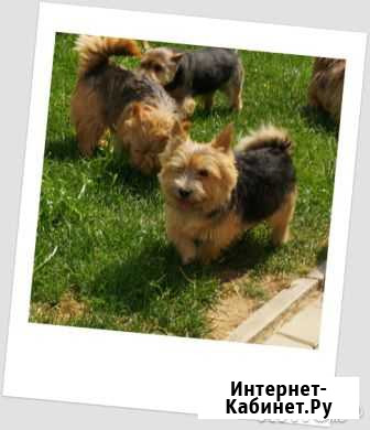 Питомник норвич и норфолк терьеров Пироговский - изображение 1