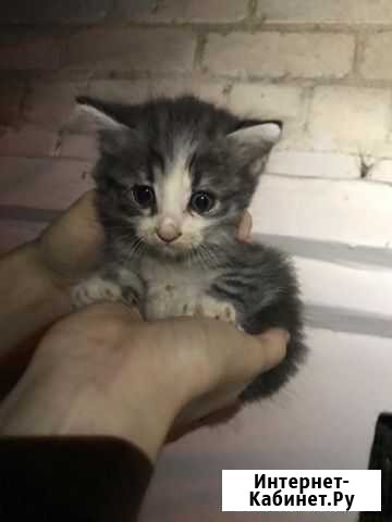Котята Георгиевск - изображение 1