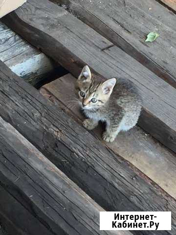 Котятки Ишим - изображение 1