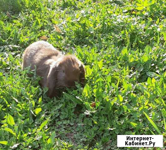 Кролики породы#Французский Баран# Солнечногорск - изображение 1