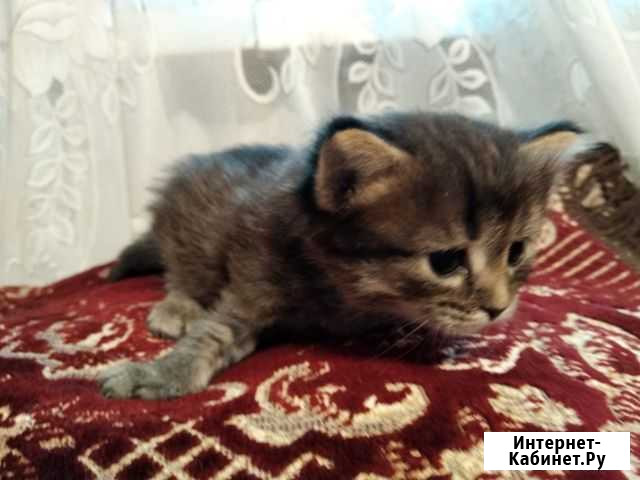 Котята Зеленодольск - изображение 1