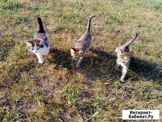 Отдам котенка Ногинск
