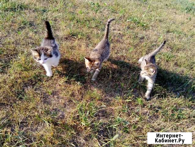 Отдам котенка Ногинск - изображение 1