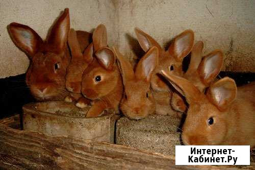 Кролики нзк и полтавское серебро Рязань - изображение 1