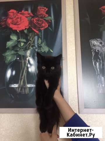 Отдам в хорошие руки котёнка Тоншалово - изображение 1