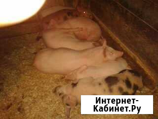 Продаются поросята Великие Луки - изображение 1