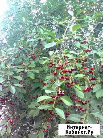 Вишня Вологда