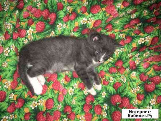 Отдадим котёнка девочку в добрые руки Вологда