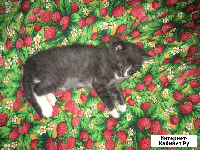 Отдадим котёнка девочку в добрые руки Вологда - изображение 1