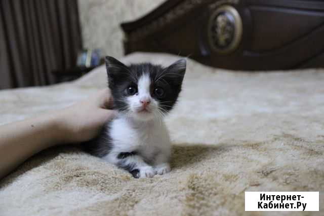 Отдам котенка (мальчика) в хорошие руки Пятигорск - изображение 1