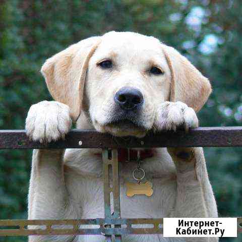 Адресники для кошек и собак Нижнекамск