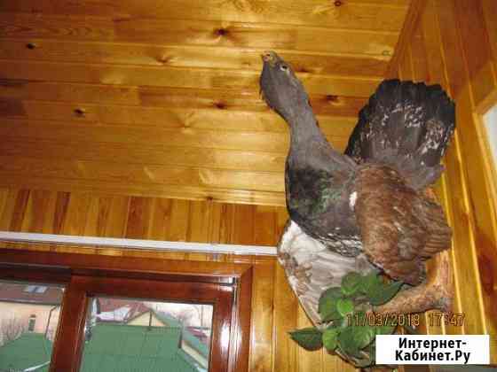 Чучело глухаря Красноярск