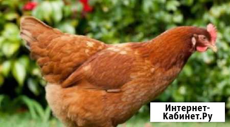 Молодняк кур Родонит Сатка - изображение 1