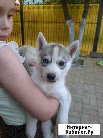 Хаски Курск