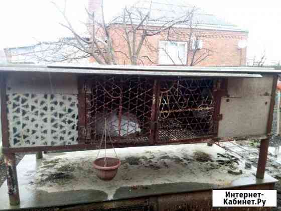 Клетка Старовеличковская