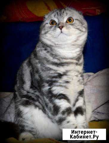 Вязка с котом Санкт-Петербург - изображение 1