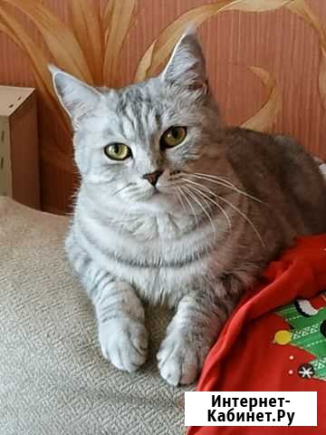 Шотландская кошка Котельнич - изображение 1
