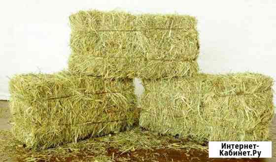 Сено Костер Липецк