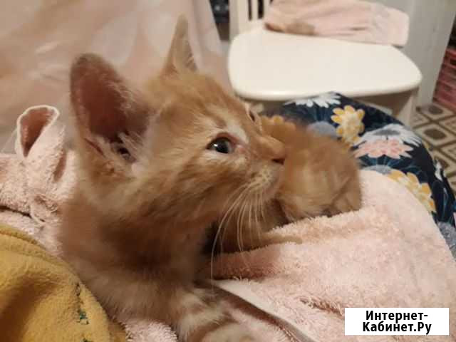 Отдадим котёнка Электросталь - изображение 1